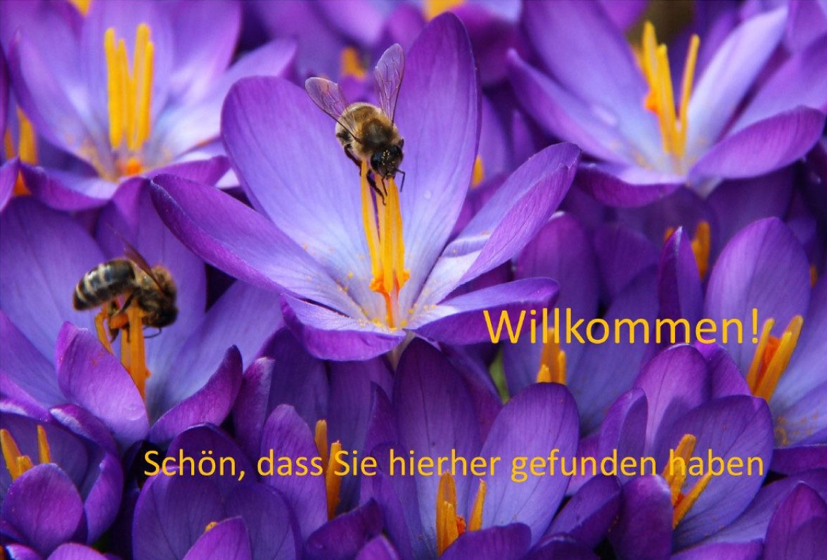 Bienen sammeln Nektar auf lilanen Krokussen